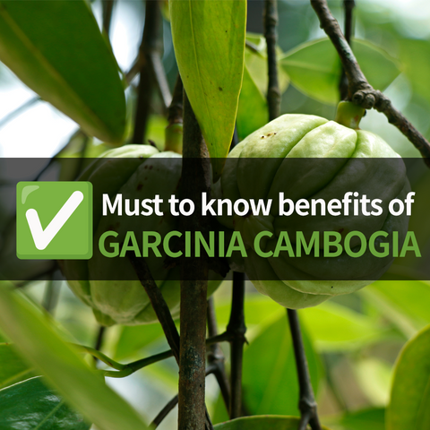 Garcinia Cambogia: A Revolutionary Weight Loss Solution
